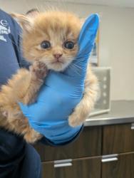 Shelter Stray Male Cat last seen , , NM, 1209 NM-314, Los Lunas, NM 87031, USA