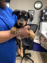 Shelter Stray Female Dog last seen Near Campbell St, East District, TX, 355 Hillshire Dr, Haslet, TX 76052, USA