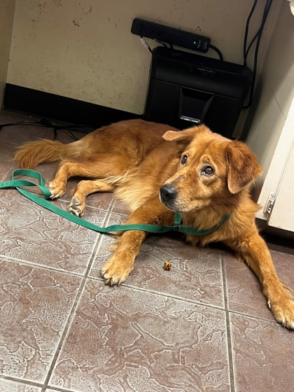 Shelter Stray Unknown Dog last seen Near Blk of N Ridgeway, District 2 - West Cleburne,, 2375 Service Dr, Cleburne, TX 76033, USA