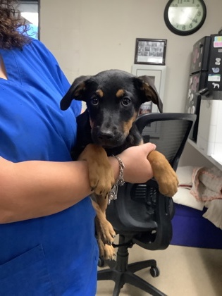 Shelter Stray Male Dog last seen Near Campbell St, East District, TX, 355 Hillshire Dr, Haslet, TX 76052, USA