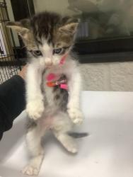 Shelter Stray Male Cat last seen Near RENAISSANCE SQ, East District, TX, 355 Hillshire Dr, Haslet, TX 76052, USA