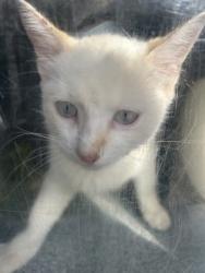 Shelter Stray Male Cat last seen Near Santa Fe Trl, West District, TX, 355 Hillshire Dr, Haslet, TX 76052, USA