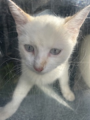 Shelter Stray Male Cat last seen Near Santa Fe Trl, West District, TX, 355 Hillshire Dr, Haslet, TX 76052, USA