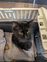 Shelter Stray Female Cat last seen Near Farley Court, Atlanta, GA, 1251 Fulton Industrial Blvd NW, Atlanta, GA 30336, USA