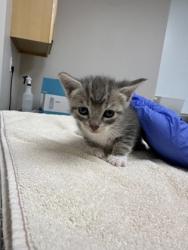 Shelter Stray Female Cat last seen Near MCKELLAR AVE, Sacramento County, CA, 6201 Florin Perkins Rd, Sacramento, CA 95828, USA