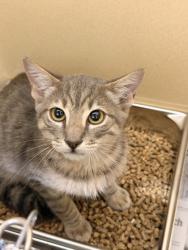 Shelter Stray Unknown Cat last seen Jaybrook Drive, Zone 1, TX, 8755 Farm to Market 1516, Converse, TX 78109, USA