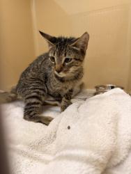 Shelter Stray Unknown Cat last seen Jaybrook Drive, Zone 1, TX, 8755 Farm to Market 1516, Converse, TX 78109, USA