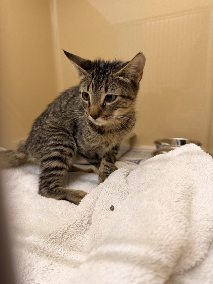 Shelter Stray Unknown Cat last seen Jaybrook Drive, Zone 1, TX, 8755 Farm to Market 1516, Converse, TX 78109, USA