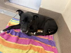 Shelter Stray Male Dog last seen Near Center St Lithonia, 30058, 30058, GA, 3280 Chamblee Dunwoody Rd, Chamblee, GA 30341, USA
