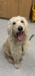 Shelter Stray Male Dog last seen Near blk Edmonson Ave., 21229, MD, 2490 Giles Rd, Baltimore, MD 21225, USA