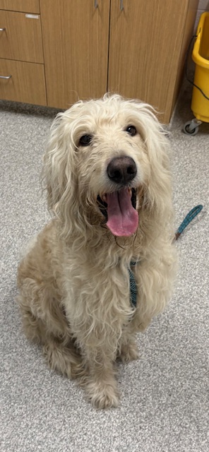 Shelter Stray Male Dog last seen Near blk Edmonson Ave., 21229, MD, 2490 Giles Rd, Baltimore, MD 21225, USA