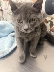 Shelter Stray Male Cat last seen Near Cherrycrest Rd F, 21225, MD, 2490 Giles Rd, Baltimore, MD 21225, USA