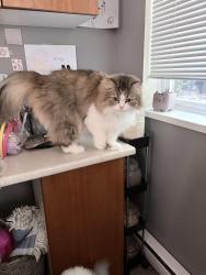 Reunited Male Cat last seen Near and 70th, Surrey, BC V4N 1N2