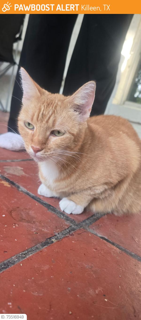 Found/Stray Unknown Cat last seen Near McCarthy ave, Killeen, TX 76549