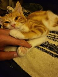 Lost Male Cat last seen E Bolton and Territorial, Veneta, OR 97487