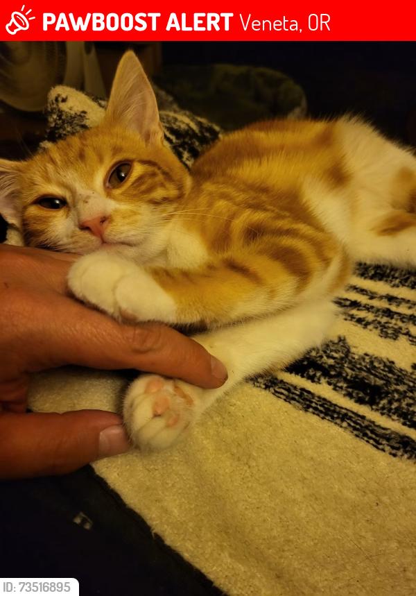Lost Male Cat last seen E Bolton and Territorial, Veneta, OR 97487