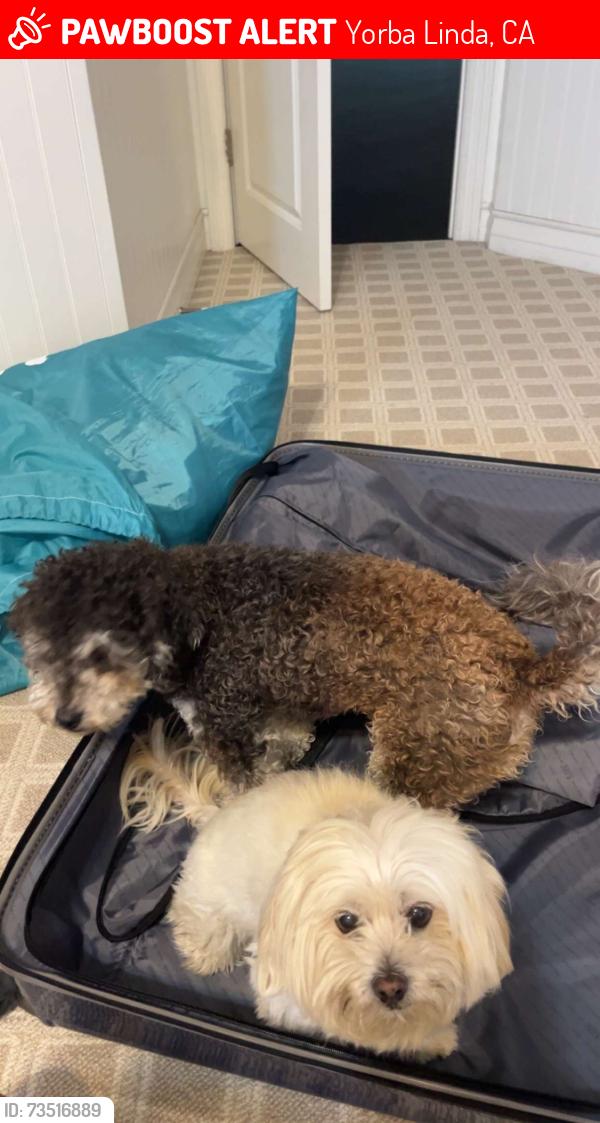 Lost Male Dog last seen Citation lane, Yorba Linda, CA 92886