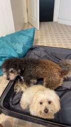 Lost Male Dog last seen Citation lane, Yorba Linda, CA 92886