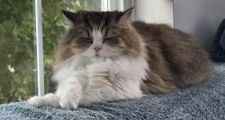 Lost Male Cat last seen 194&70 Katzie Elementart, Surrey, BC V4N 1N2