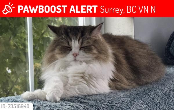 Lost Male Cat last seen 194&70 Katzie Elementart, Surrey, BC V4N 1N2