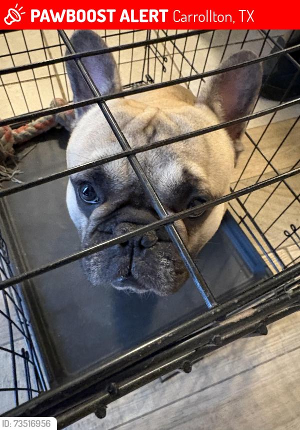 Lost Male Dog last seen By my hse 2006 Haymeadow carrollton TX, Carrollton, TX 75007