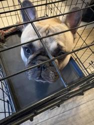 Lost Male Dog last seen By my hse 2006 Haymeadow carrollton TX, Carrollton, TX 75007