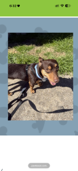 Lost Male Dog last seen timberview sherry st, Arlington, TX 76014