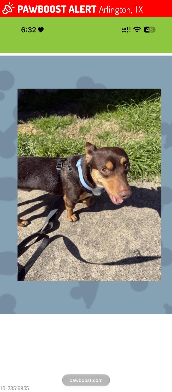 Lost Male Dog last seen timberview sherry st, Arlington, TX 76014