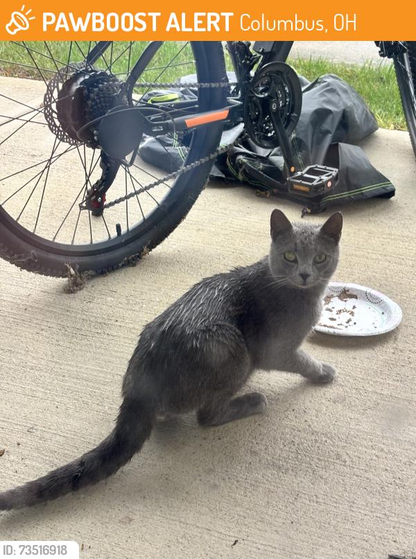 Found/Stray Unknown Cat last seen Preston Point apmts Canal Winchester, OH, Columbus, OH 43110