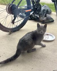 Found/Stray Unknown Cat last seen Preston Point apmts Canal Winchester, OH, Columbus, OH 43110