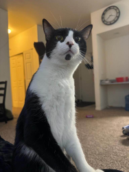 Reunited Female Cat last seen Near N Hudson St, Portland, OR 97203