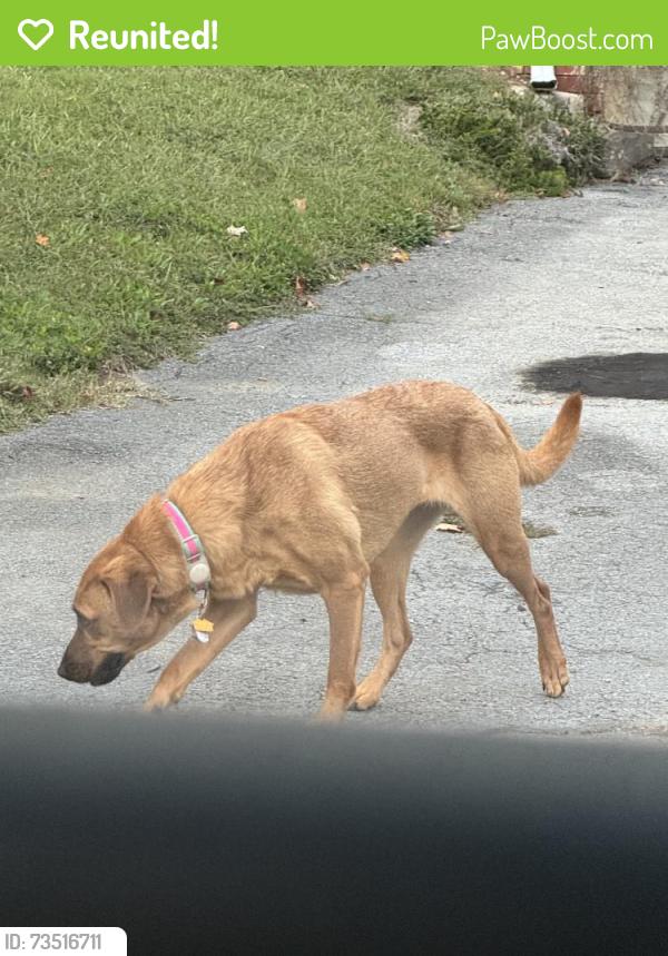 Reunited Unknown Dog last seen Appian Way, Red Bank, TN 37415, USA, Red Bank, TN 37415