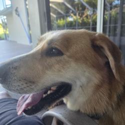 Lost Male Dog last seen Braden Run and Glen Abbey Lane, Bradenton, FL 34202