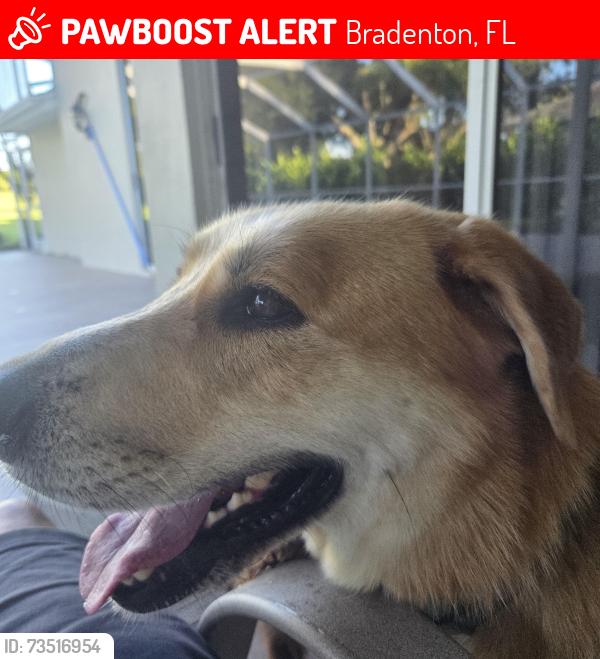 Lost Male Dog last seen Braden Run and Glen Abbey Lane, Bradenton, FL 34202