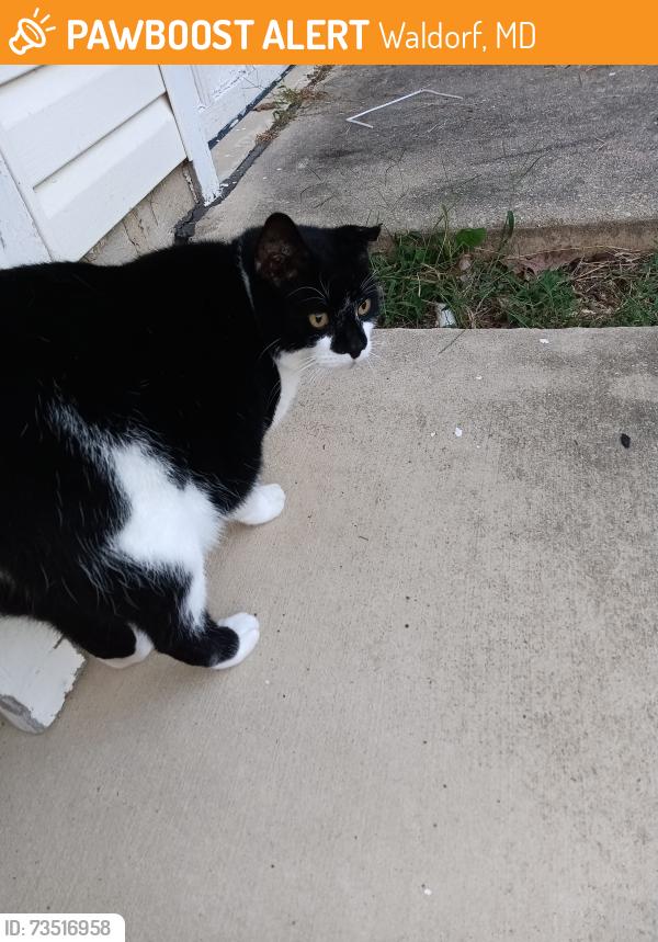 Found/Stray Unknown Cat last seen Silk tree ct, Waldorf, MD 20602