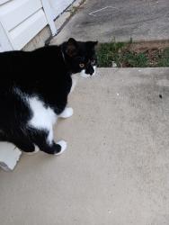 Found/Stray Unknown Cat last seen Silk tree ct, Waldorf, MD 20602