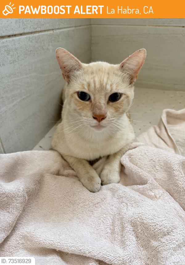 Found/Stray Female Cat last seen La Habra blvd by Idaho st, near Chevron gas station, La Habra, CA 90631