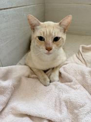 Found/Stray Female Cat last seen La Habra blvd by Idaho st, near Chevron gas station, La Habra, CA 90631