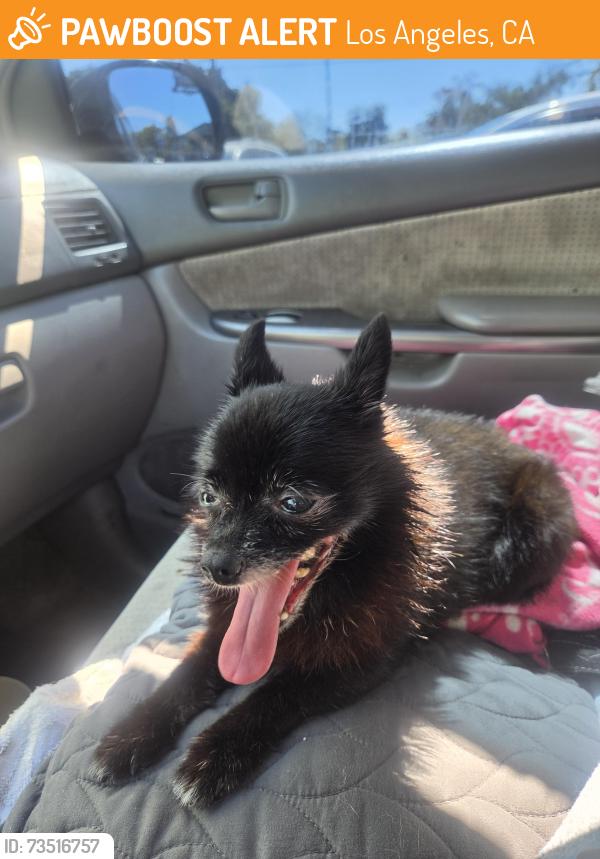 Found/Stray Female Dog last seen Vermont n pch, Los Angeles, CA 90710