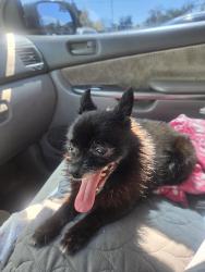 Found/Stray Female Dog last seen Vermont n pch, Los Angeles, CA 90710