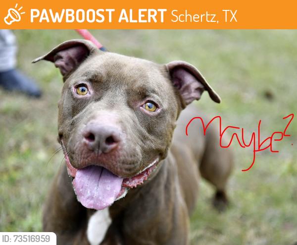 Found/Stray Unknown Dog last seen Cibolo Valley Baptist Church, Schertz, TX 78108