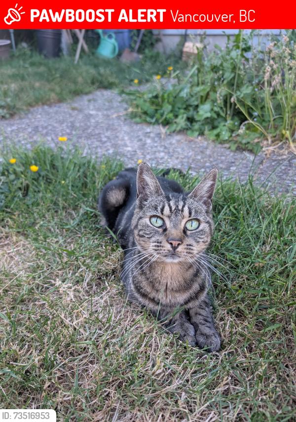 Lost Female Cat last seen N. Carlton and Eton Street, Vancouver, BC 