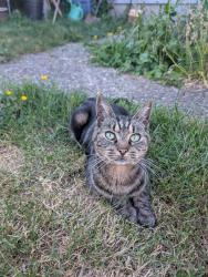 Lost Female Cat last seen N. Carlton and Eton Street, Vancouver, BC 