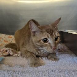 Shelter Stray Female Cat last seen Near Rainier Avenue, LIVERMORE, CA, 94550, 4651 Gleason Dr, Dublin, CA 94568, USA