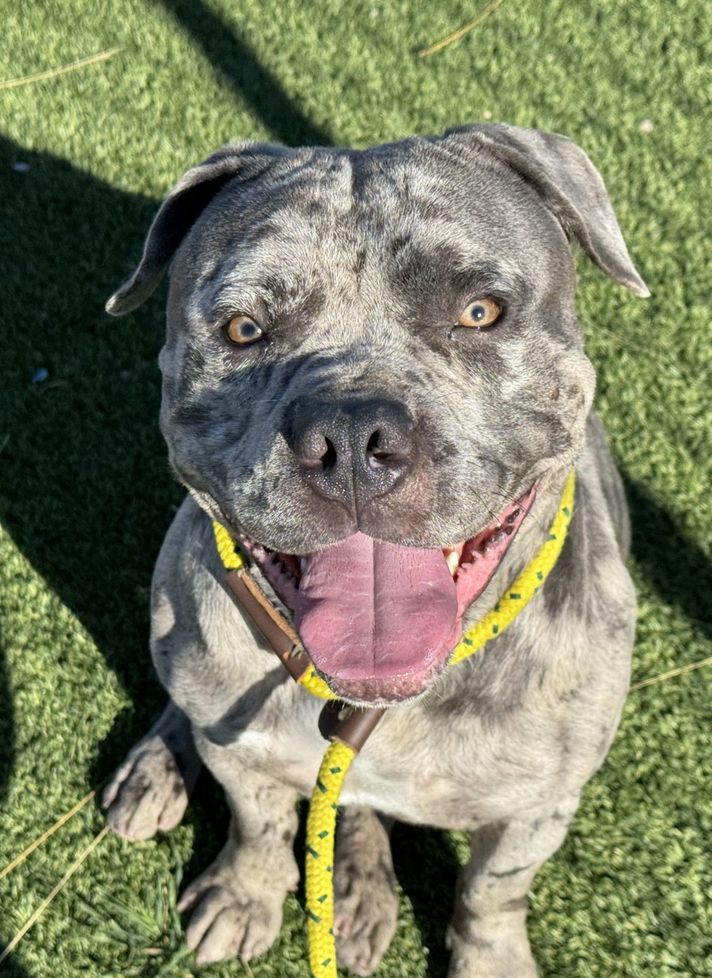 Shelter Stray Male Dog last seen Near W 300 N, SALT LAKE CITY, UT, 84102, 511 W 3900 S, Salt Lake City, UT 84123, USA
