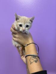 Shelter Stray Male Cat last seen Near S Post Street, SALT LAKE CITY, UT, 84104, 511 W 3900 S, Salt Lake City, UT 84123, USA