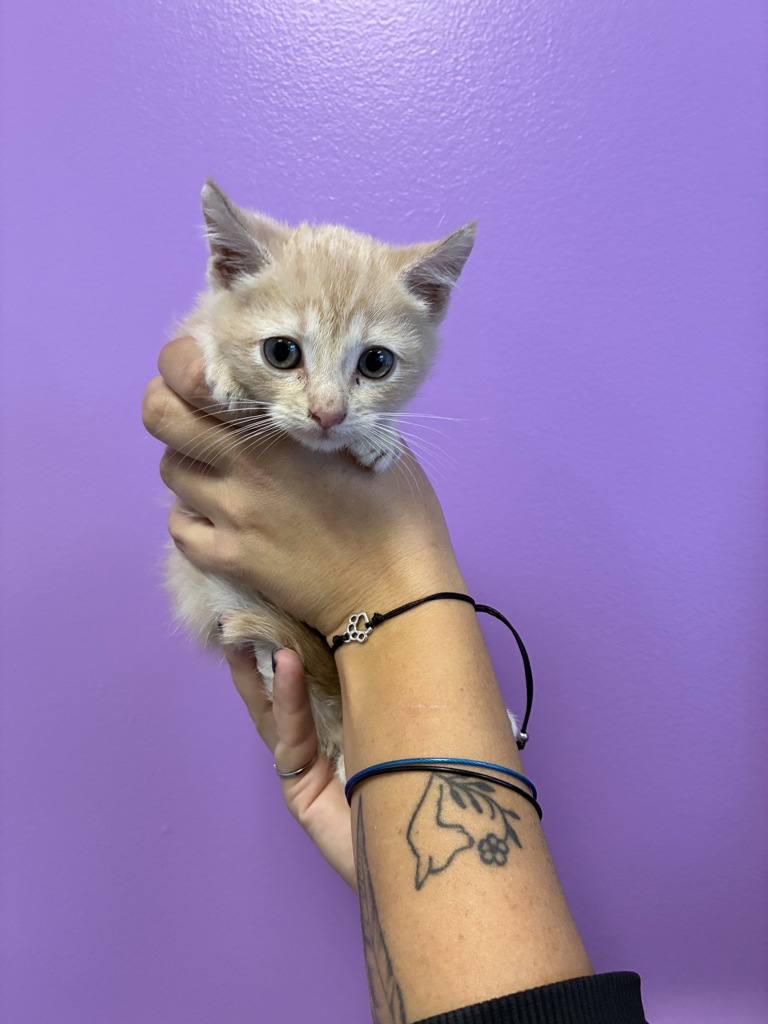 Shelter Stray Male Cat last seen Near S Post Street, SALT LAKE CITY, UT, 84104, 511 W 3900 S, Salt Lake City, UT 84123, USA
