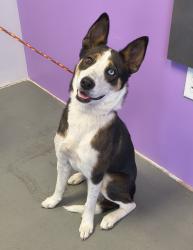 Shelter Stray Male Dog last seen Near W Pacific Avenue, SALT LAKE CITY, UT, 84104, 511 W 3900 S, Salt Lake City, UT 84123, USA