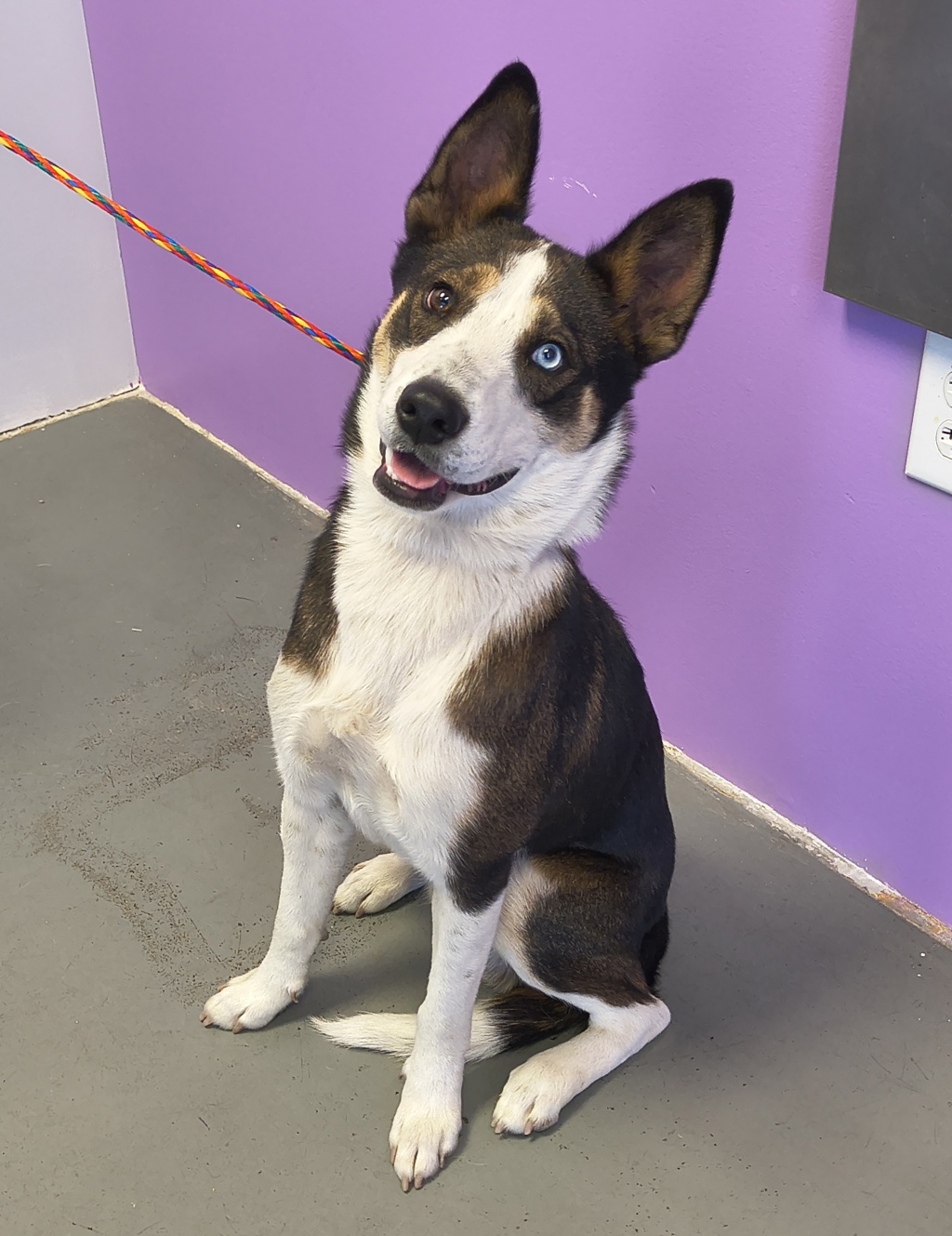 Shelter Stray Male Dog last seen Near W Pacific Avenue, SALT LAKE CITY, UT, 84104, 511 W 3900 S, Salt Lake City, UT 84123, USA