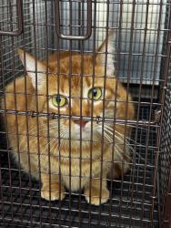 Shelter Stray Unknown Cat last seen Near N Hills Drive, AUSTIN, TX, 78731, 7201 Levander Loop bldg a, Austin, TX 78702, USA